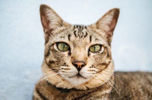 Focus closely on the tabby eyes